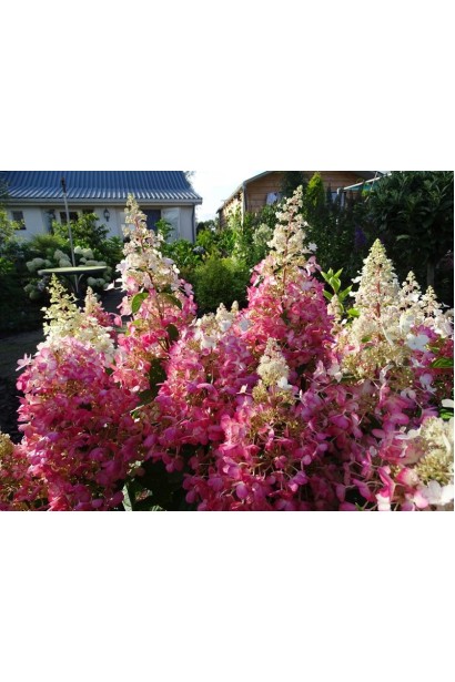 Гортензия букетная Канделайт ярко-розовый цвет цветов осенью.